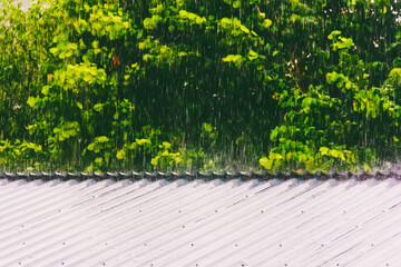 summer or spring rain on the background of green foliage hitting the metal roof