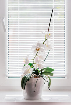 Blooming White Phalaenopsis Or Moth Orchid On The Windowsill In The Bathroom, White Orchid Flowers Under Blinds Diffused Natural Light, Easy Orchids To Grow As Homeplants