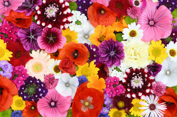 Flowers wall background with amazing red,orange,pink,purple,green and white field  or wild flowers , Wedding decoration, hand made Beautiful flower wall background	 - obrazy, fototapety, plakaty