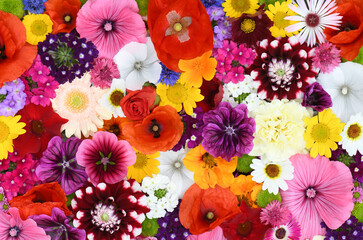 Flowers wall background with amazing red,orange,pink,purple,green and white field  or wild flowers...