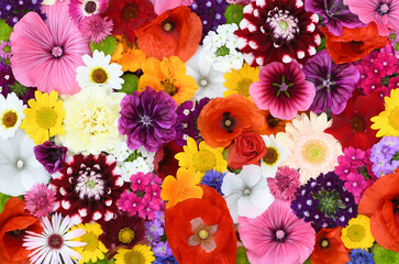 Flowers wall background with amazing red,orange,pink,purple,green and white field  or wild flowers , Wedding decoration, hand made Beautiful flower wall background	