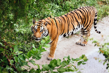 Portrait of a Amur tiger on a grass in summer day. Single male tiger looking at camera.