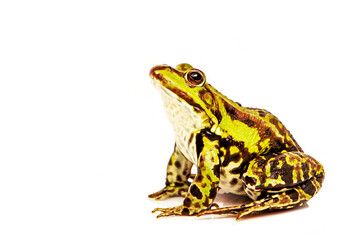 Green frog (Rana esculenta) is looking up. Pool water frog (Rana lessonae) isolated on white background. Template with copy space