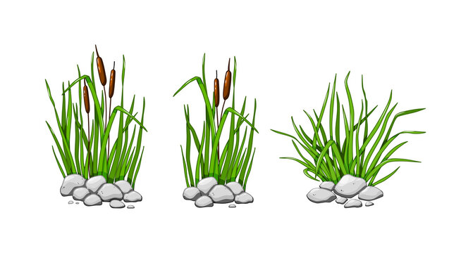 Reeds and grass grow in the stones. The green grass set is isolated on a white background. Vector illustration