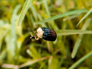 Beetle on the green Grass