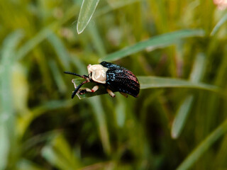 Beetle on the green Grass