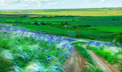 Dirt road among the hills overgrown with grass grass and lilac sage flowers. Wonderful wild spring landscape.
