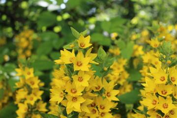 Yellow flowers