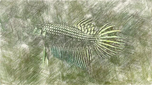 art drawing color of batta fish