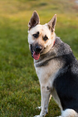 Shepherd dog looking aside and sits in outdoor on green grass near of home waiting for her owner