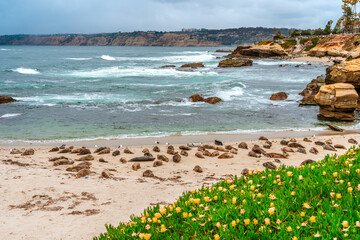 California sea lions at the La Jolla Children's Pool, San Diego, California. A beautiful landscape of rocks and the ocean on a cloudy day.