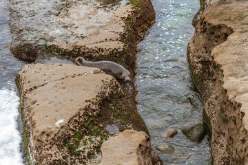 California sea lions at the La Jolla Children's Pool, San Diego, California. A beautiful landscape of rocks and the ocean on a cloudy day. Beautiful wild animals on the rocks