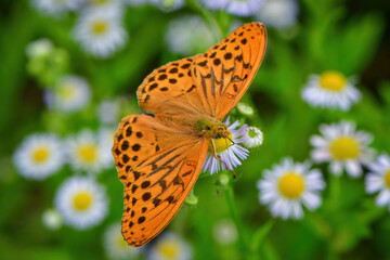 高原のチョウ　メスグロヒョウモン