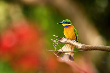 Blue-breasted Bee-eater, merops variegatus, orange and green colored exotic bird, red eye, blue stripes. Red and green blurred african forest in background. Bird photography in Ethiopia, lake Ziway.