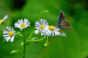 高原のチョウ　アサマシジミ