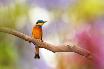 Blue-breasted Bee-eater, merops variegatus, orange and green colored exotic bird, red eye, blue stripes. Red and green blurred african forest in background. Bird photography in Ethiopia, lake Ziway.