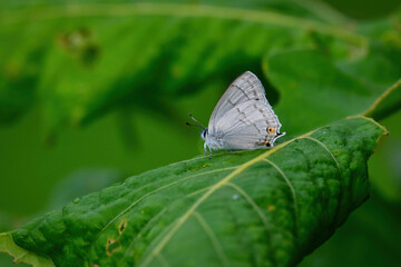 銀色のチョウ　ウラジロミドリシジミ