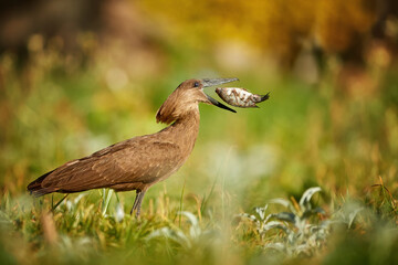 Scopus umbretta, Hamerkop or Hammerhead, with big tilapia fish directly in opened beak. Brownish african wading bird, fishing in typical wetland habitat. Wildlife of Ethiopia, lake Ziway.