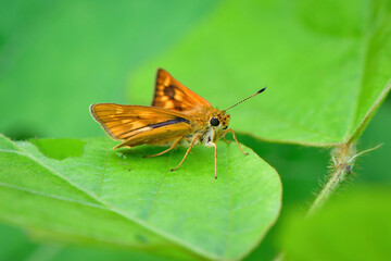 草原のチョウ　コキマダラセセリ