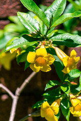 Allamanda sp pertenece a la familia Apocynaceae