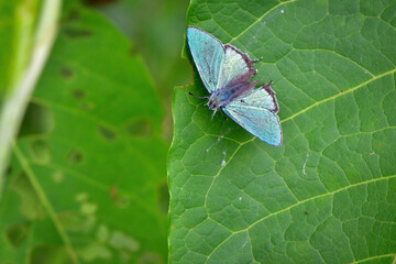 翡翠色のチョウ　ジョウザンミドリシジミ