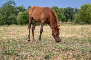 Fototapeta premium Foal in the pasture