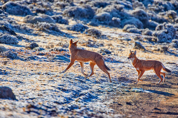 Highly endangered canid beast, pack of ethiopian wolves, canis simensis, running on frozen ground...