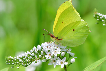 スジボソヤマキチョウとオカトラノオ