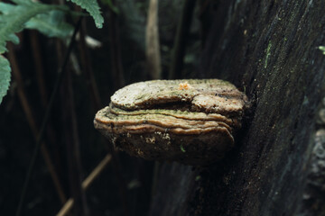 Wild mushrooms growing on a trunk.