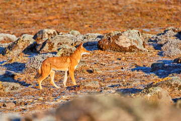 Orange and white colored, highly endangered beast, Ethiopian wolf, Canis simensis, on the hunt. Hoarfrost, Sanetti plateau environment, Bale Mountains National Park, Ethiopia, roof of Africa.