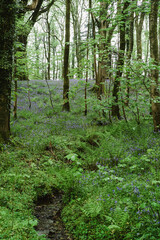 footpath in the woods