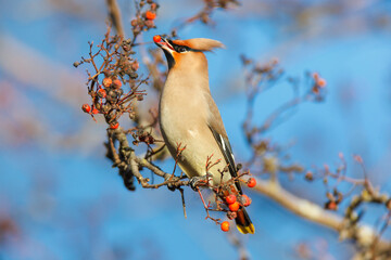 Waxwing (Bombycilla garrulus)