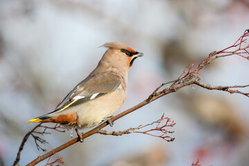 Waxwing (Bombycilla garrulus)