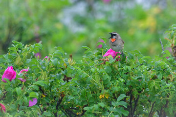 ハマナスの上でさえずるノゴマ