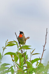北海道の鳥　ノゴマ