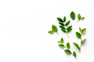 Floral leaf pattern isolated on white background, top view