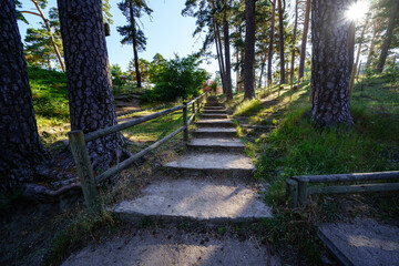 footpath with steps in the forest with tall trees and sun rays. Navacerrada.