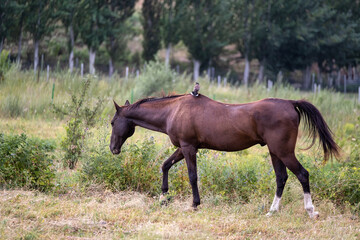 Obraz premium Horse and starling