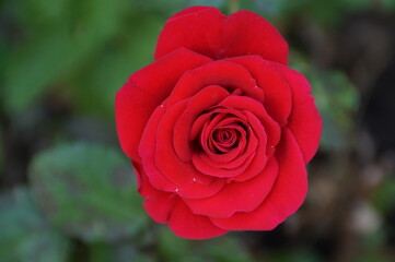 red rose in garden