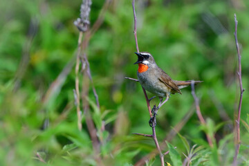 草原の鳥ノゴマ