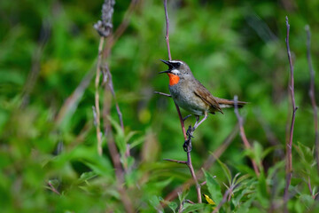 草原の鳥ノゴマ