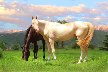 horse in the field, the most beautiful horse in the world grazing with a friend, a horse for a...