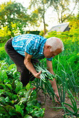 senior man farmer harvesting green onions in the vegetable garden in countryside