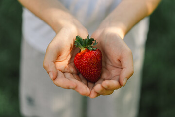 Obraz premium Teenager Girl is holding a ripe tasty bright strawberry. Summer Vitamin Food. Ripe organic strawberries