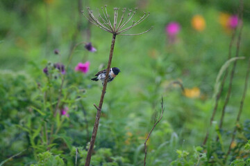 草原の鳥ノビタキ