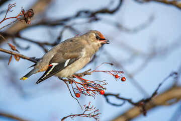 Fototapeta premium Waxwing (Bombycilla garrulus)