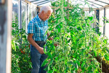 Farmer caring for tomato sprouts in greenhouse