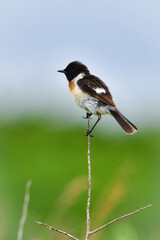 Fototapeta premium 草原の鳥 ノビタキ