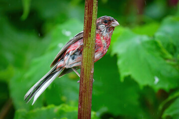 草原の鳥　ベニマシコ