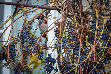Waxwing (Bombycilla garrulus)